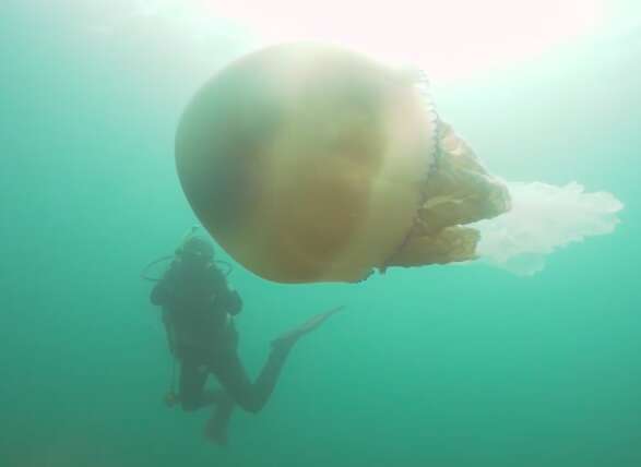 Diver with giant jellyfish