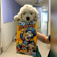 Maltese pup dropped off in cereal box