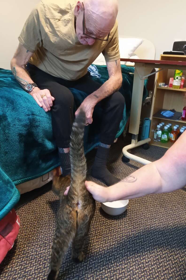 nursing home cat