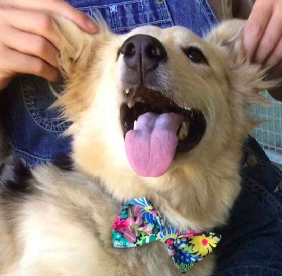 Shelter pup wearing Beaux and Paws bowtie