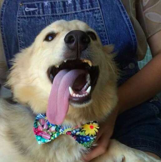 Dog wearing a Beaux & Paws bowtie