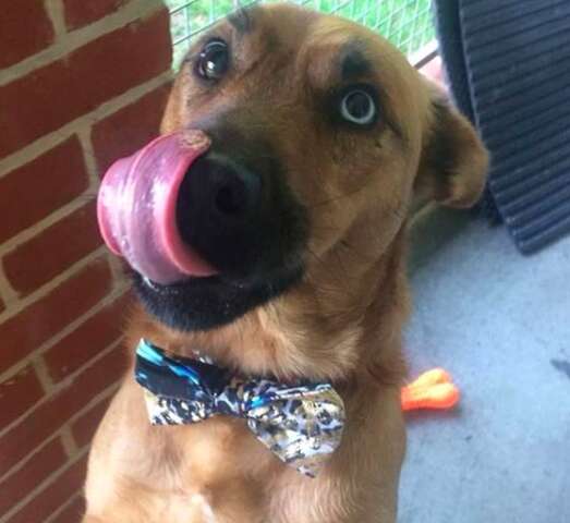Shelter pup wearing Beaux and Paws bowtie