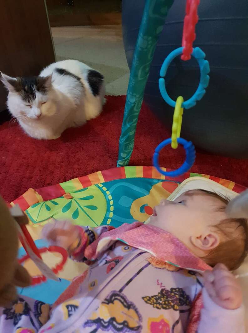 cat plays with baby toys