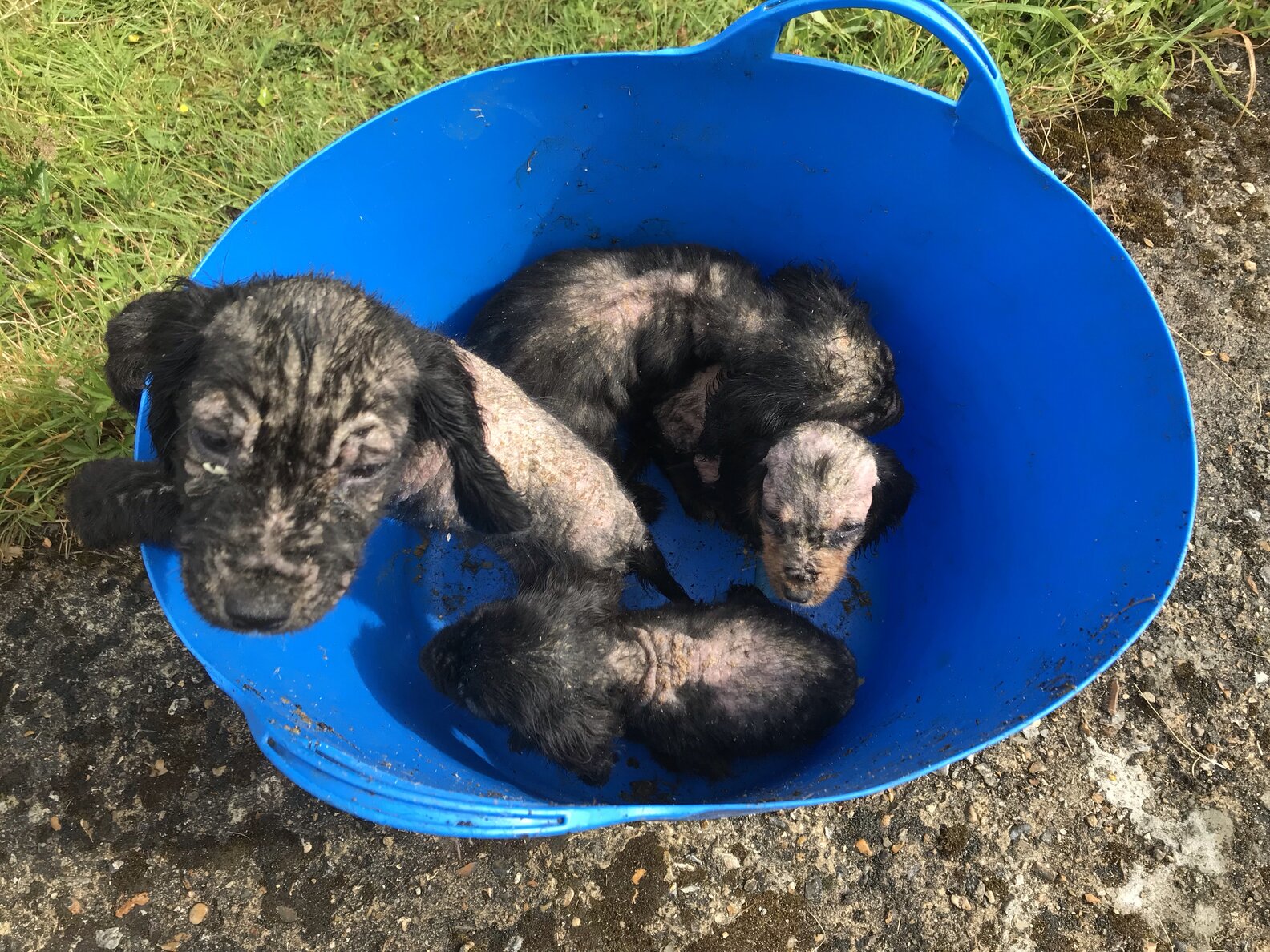 Tiny Bald Puppies Found In A Bucket - The Dodo