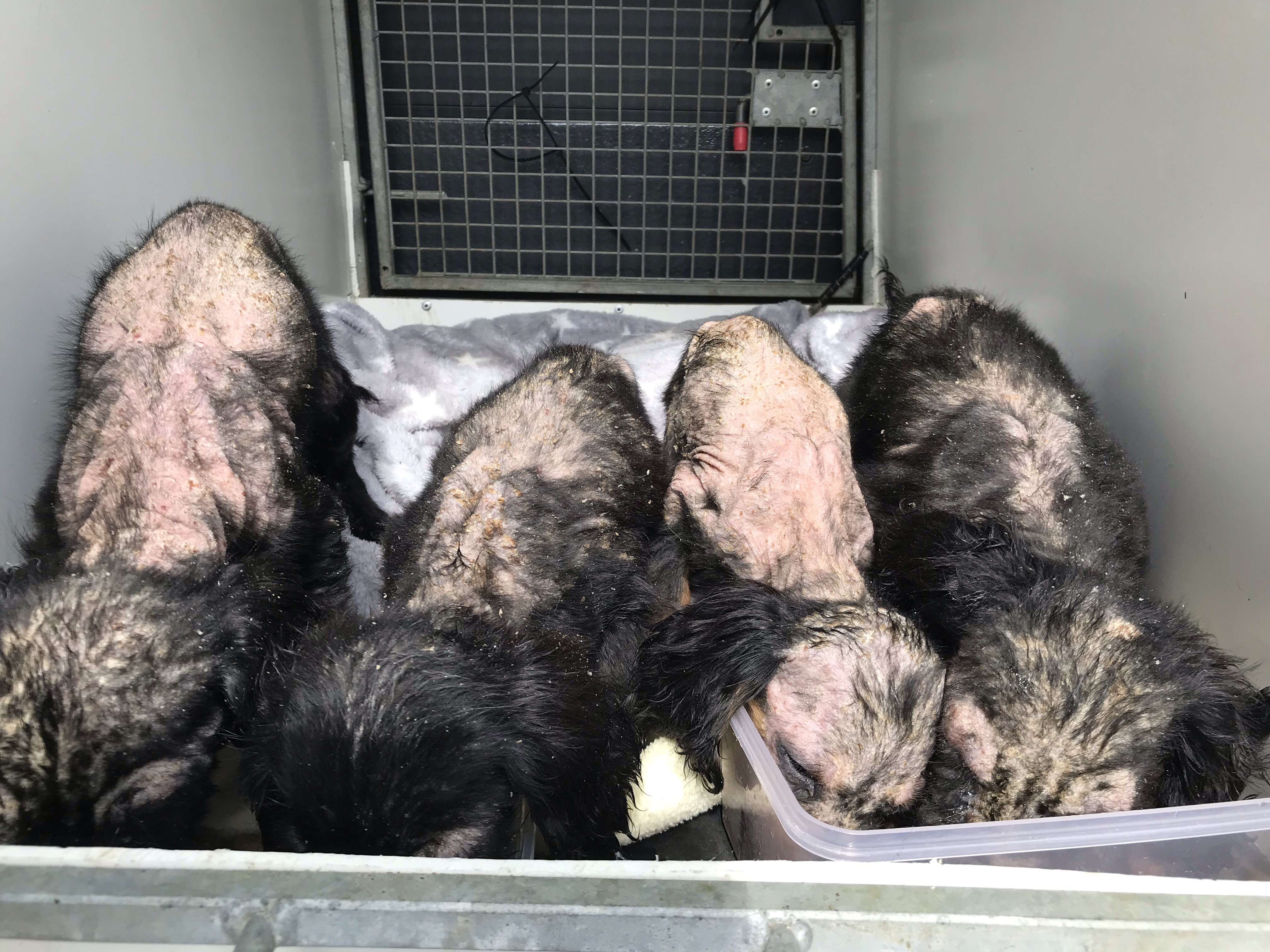 tiny bucket puppies