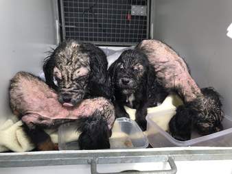 tiny bucket puppies
