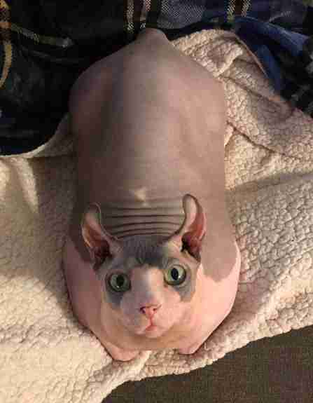 Chubby Hairless Elf Cat Totally Wins At Weight Loss Challenge The Dodo 