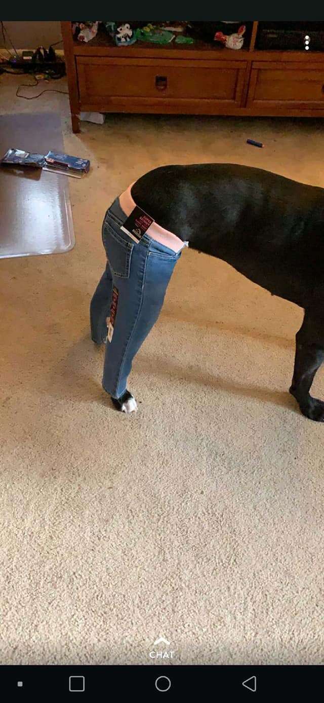 pit bull pants