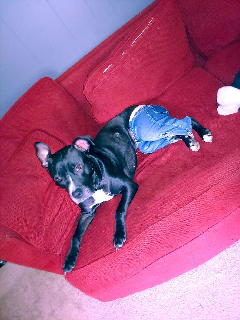 pit bull pants