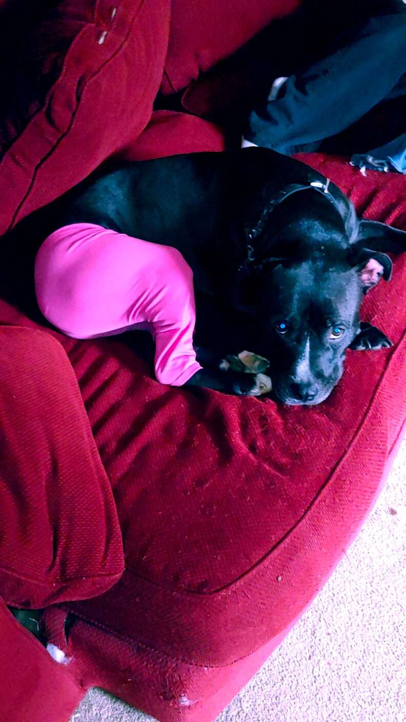 pit bull pants
