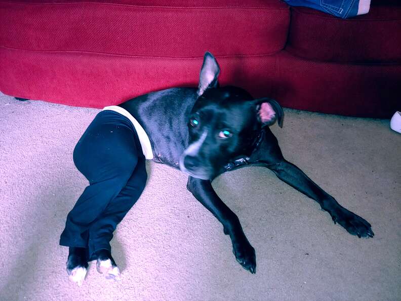 pit bull pants