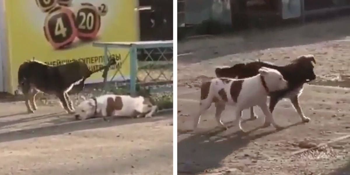 Stray Dog Sees A Pup Tied Up — And Works To Set Him Free - The Dodo