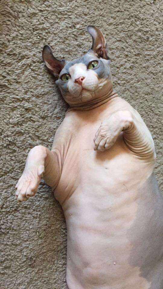 Overweight elf cat
