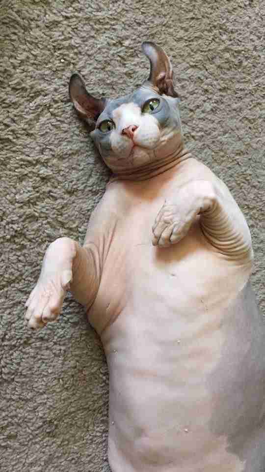 Chubby Hairless Elf Cat Totally Wins At Weight Loss Challenge The Dodo