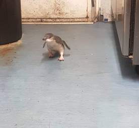 A little blue penguin on the run from the law in New Zealand