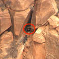 California condor nest in Zion National Park