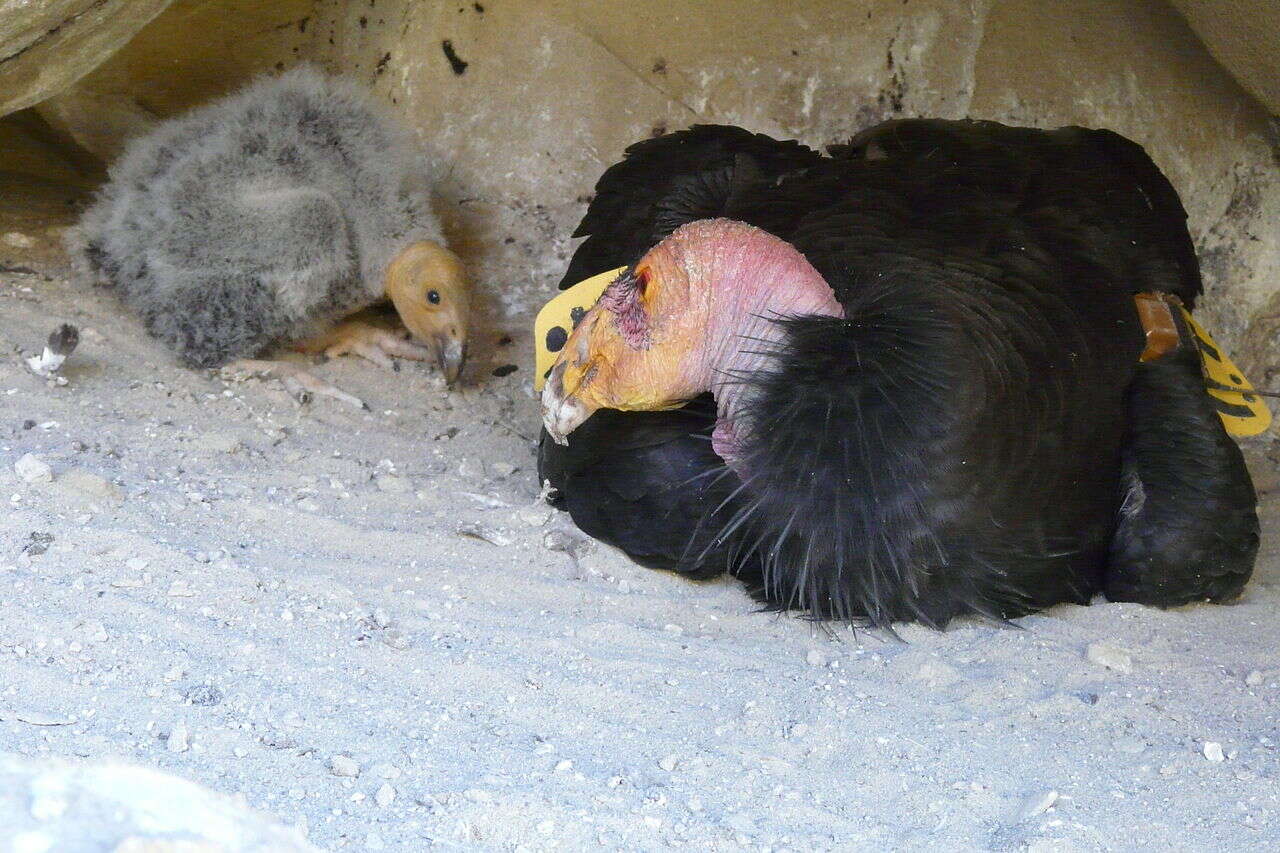 California condor chick and parent