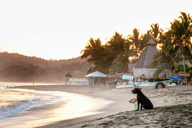Sunset dogs of the increasingly boho Sayulita.