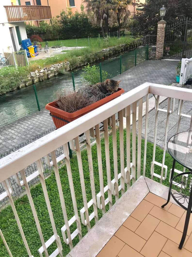 lost cat