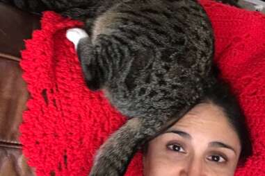 lost cat