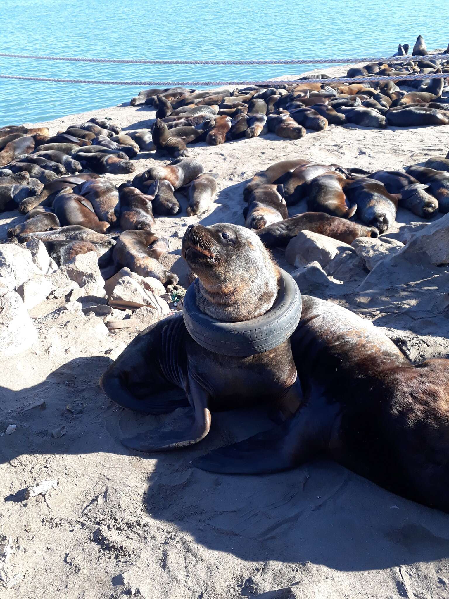 Asea lion in Argentina with a tire around his neck