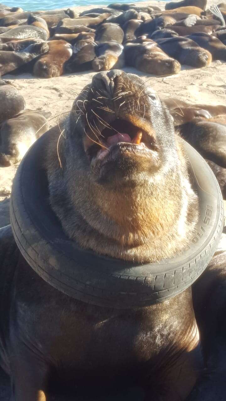 An Argentinian sea lion stuck in a tire 
