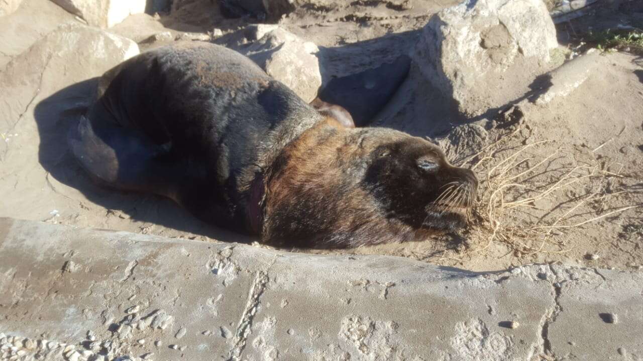 The sea lion after the tire was removed