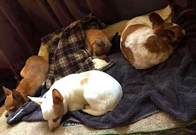 Senior Chihuahua from viral shelter photo gets happy ending