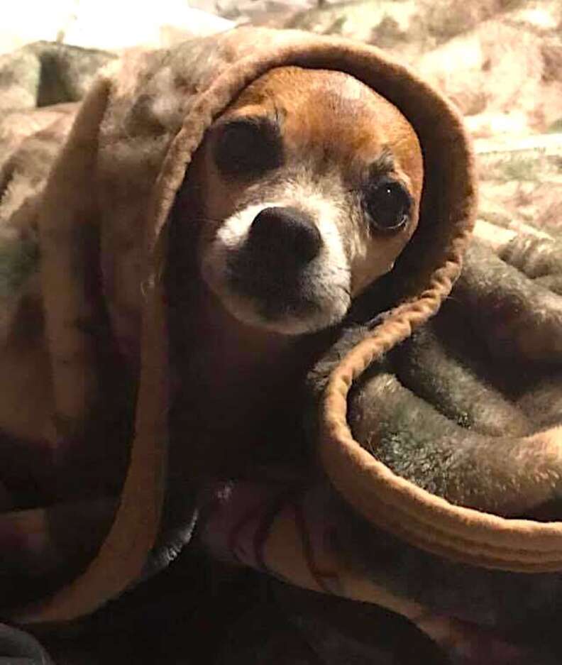 wrapping chihuahua in blanket｜TikTok-sökning