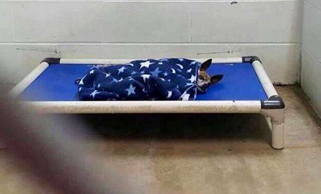 Chihuahua tucks himself in at the shelter