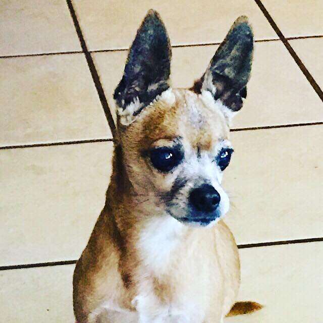 Senior Chihuahua from viral shelter photo gets happy ending