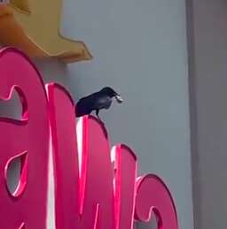 Wild crow robs innocent guy walking through WaWa parking lot