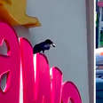 Crow thief in WaWa parking lot