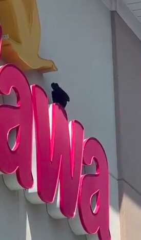 Crow thief at Wawa