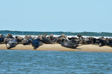 head of the meadow beach with seals