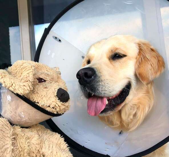 Golden Retriever Perks Up When Favorite Toy Also Wears Cone Of