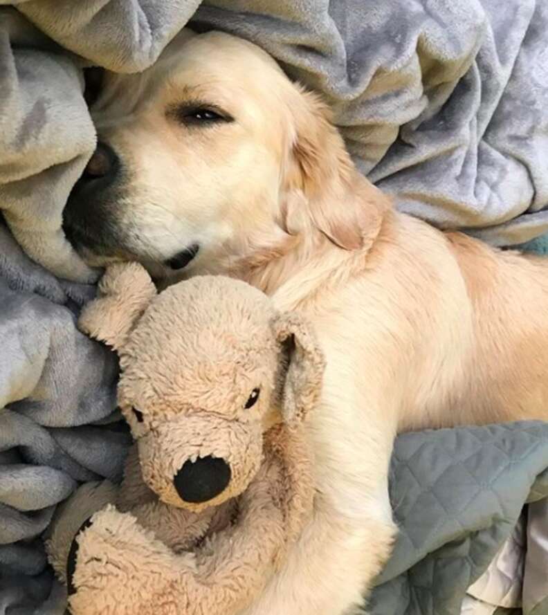 Ikea golden retriever deals toy