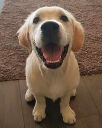 Golden retriever does everything with his mini-me toy