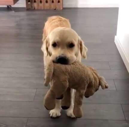 Golden Retriever Perks Up When Favorite