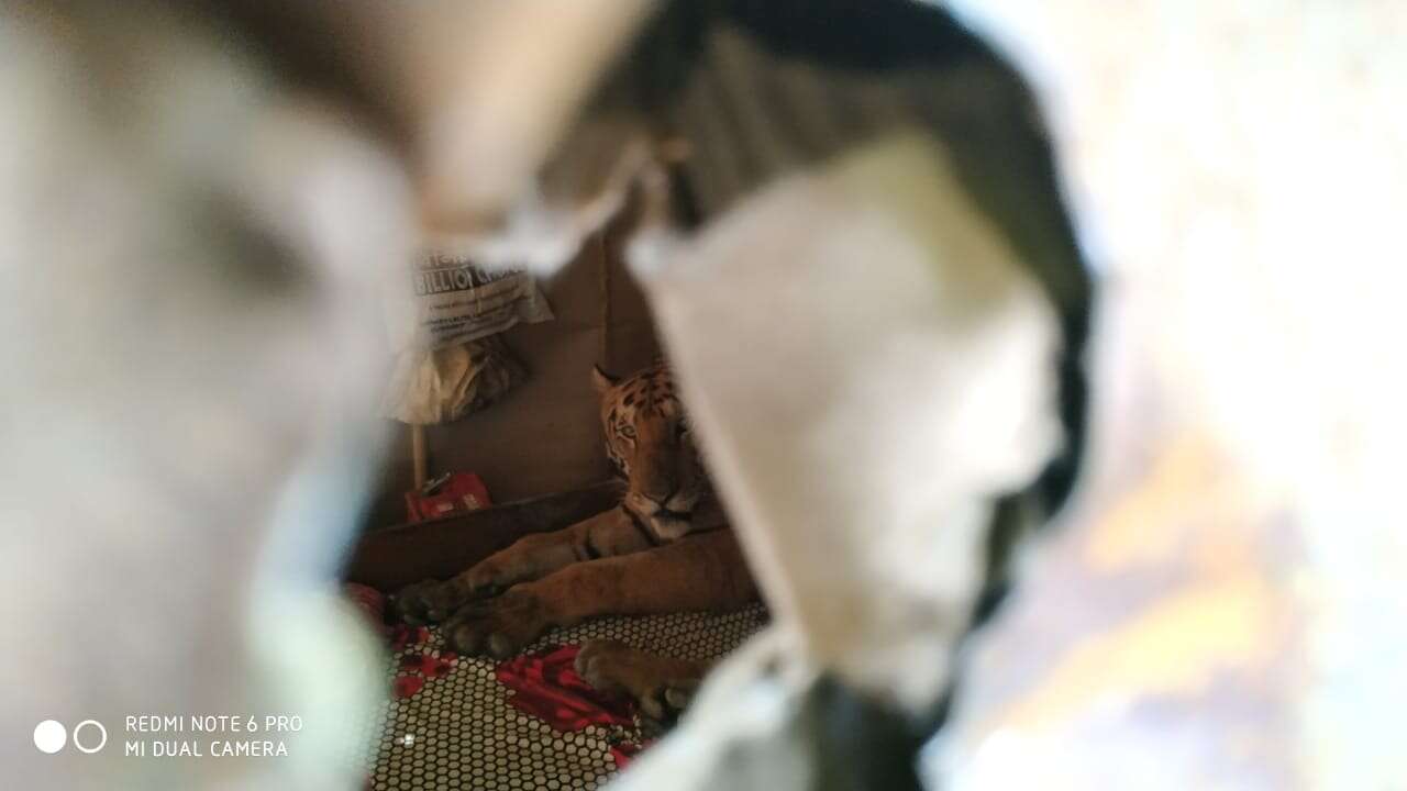 tiger breaks into house