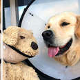 Golden retriever does everything with his mini-me toy