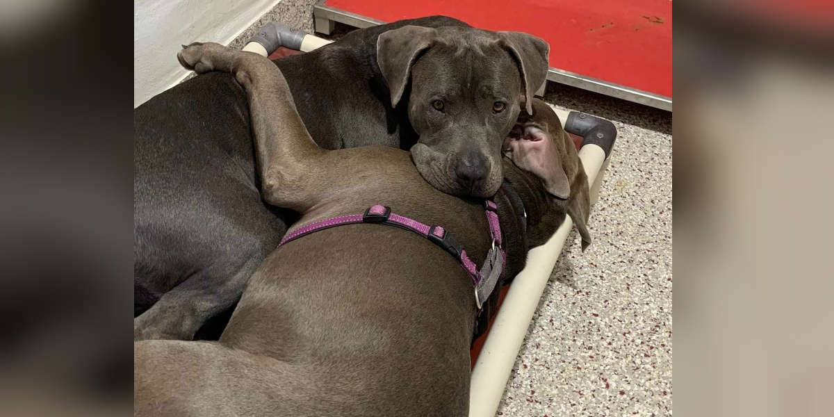 Bonded Shelter Dogs Sleep In The Same Bed Together - The Dodo