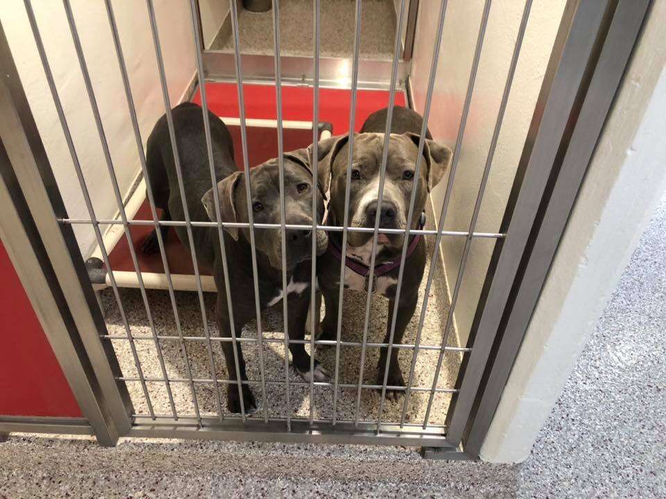 Bonded pit bulls Agatha and Jukebox in Arizona shelter