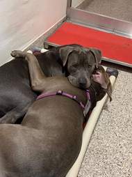Two dogs cuddling in their shelter bed