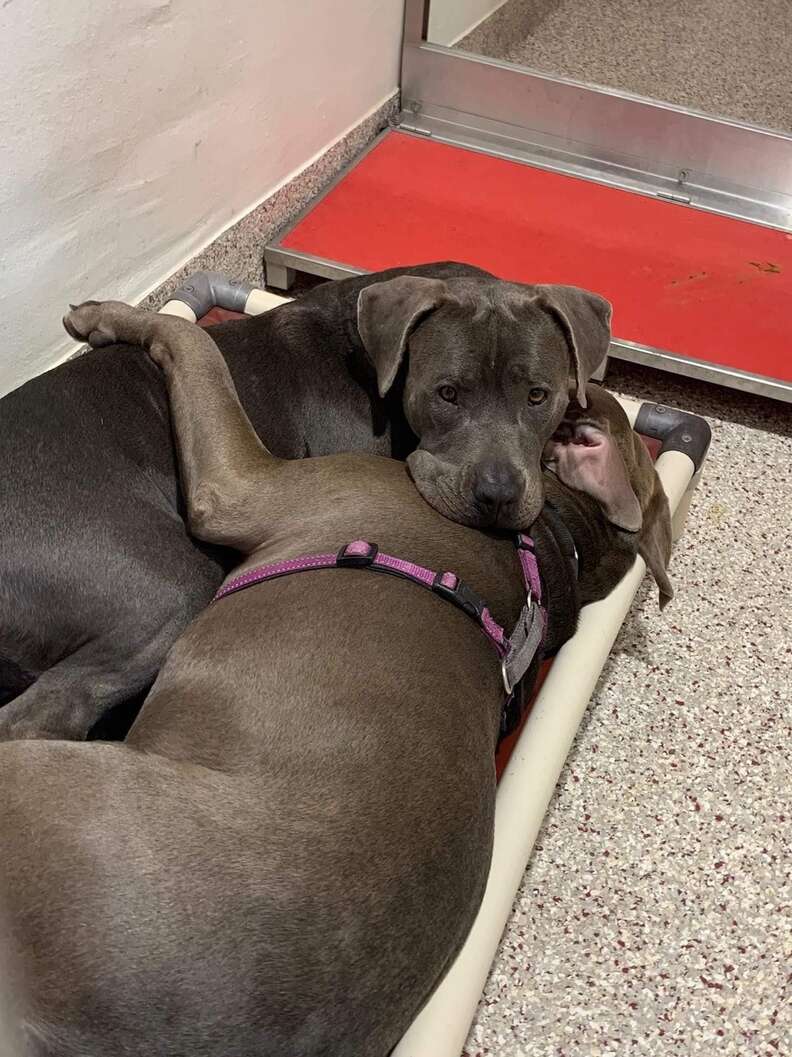 Two dogs cuddling in their shelter bed