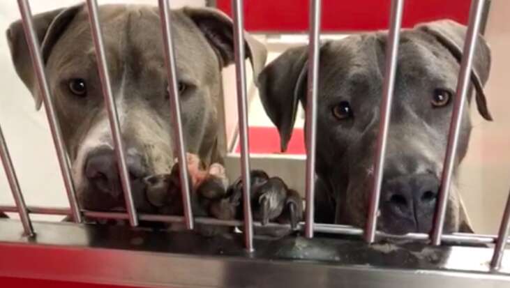 Bonded dogs Agatha and Jukebox at Pima Animal Care Center