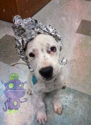 Shelter Does Area 51 Inspired Photo Shoot The Dodo