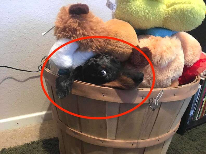 Sneaky Dachshund hides from owner by camouflaging in toy bin