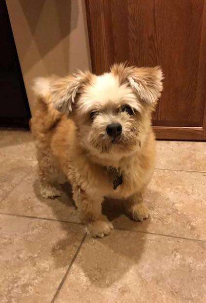 Brucey the dog begging his mom for pets