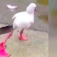 Baby flamingo learning to stand on one leg